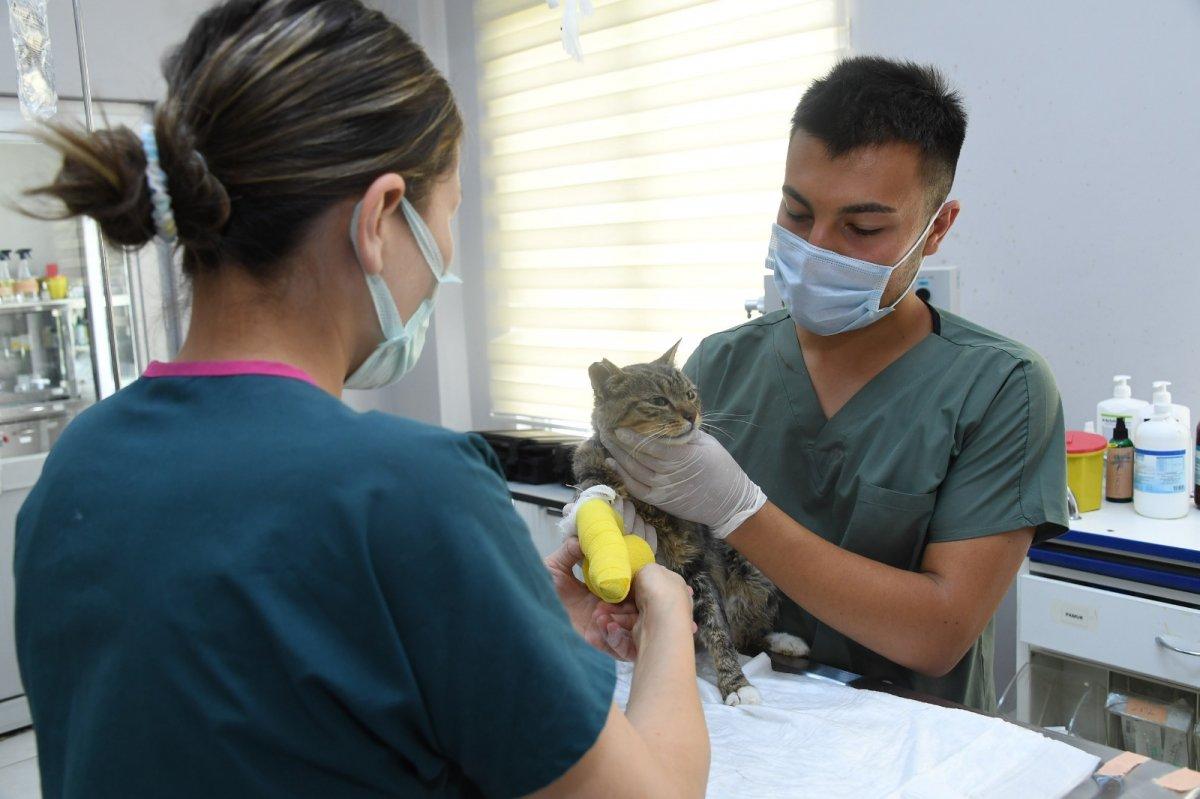 Konya'daki 100 bin metrekarelik barınakta sahipsiz hayvanların yaraları sarılıyor