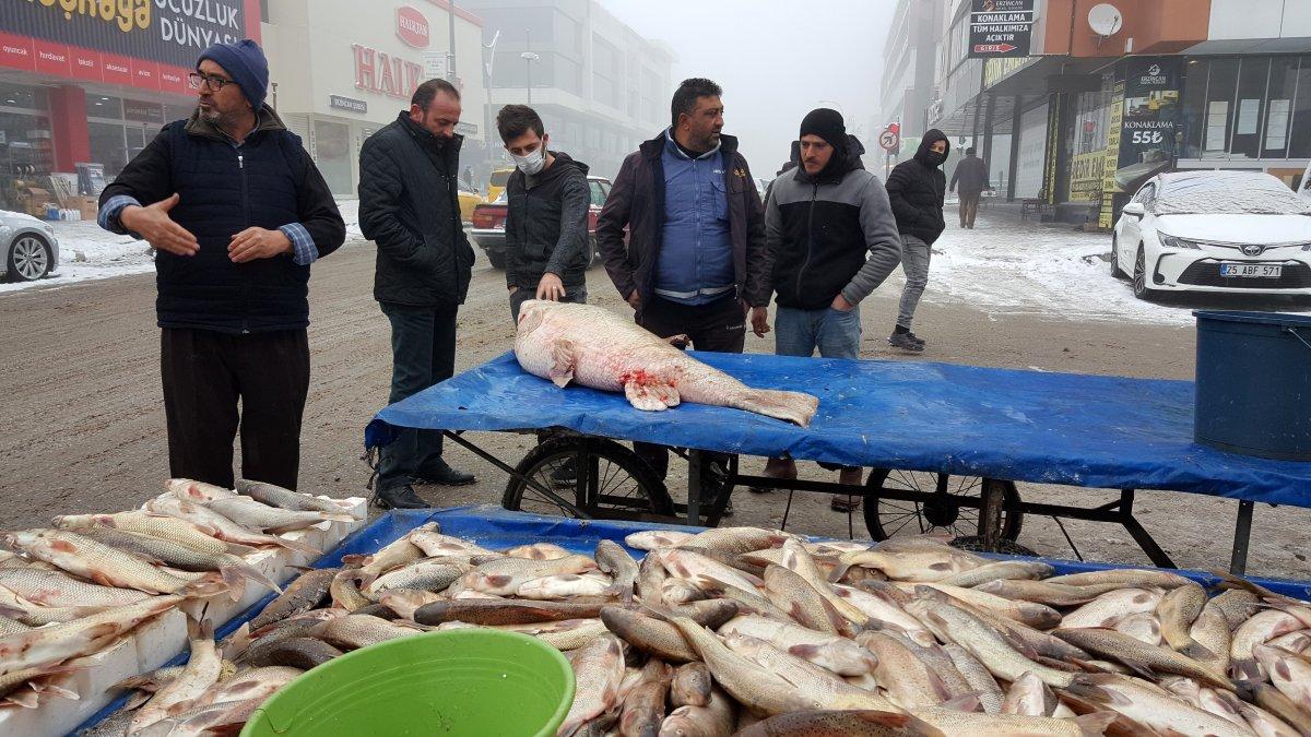 Erzincan’da balıkçılar, 70 kiloluk turna balığı yakaladı