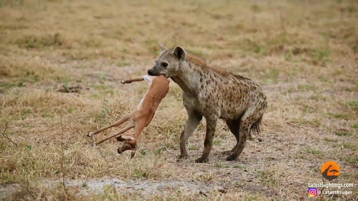 Pitonun avını çalan sırtlan