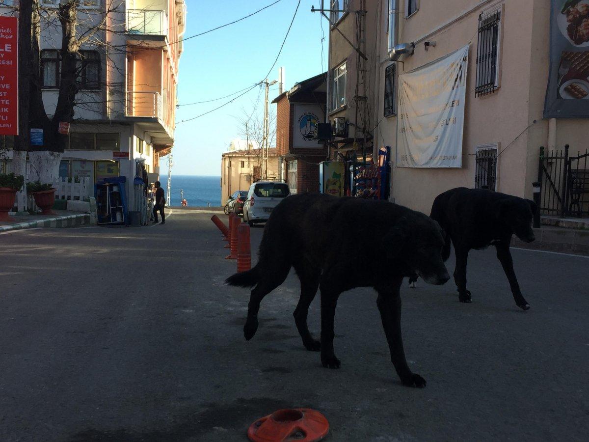 Sarıyer'e araçlarla terk edilen köpekler, mahalleliyi ürkütüyor