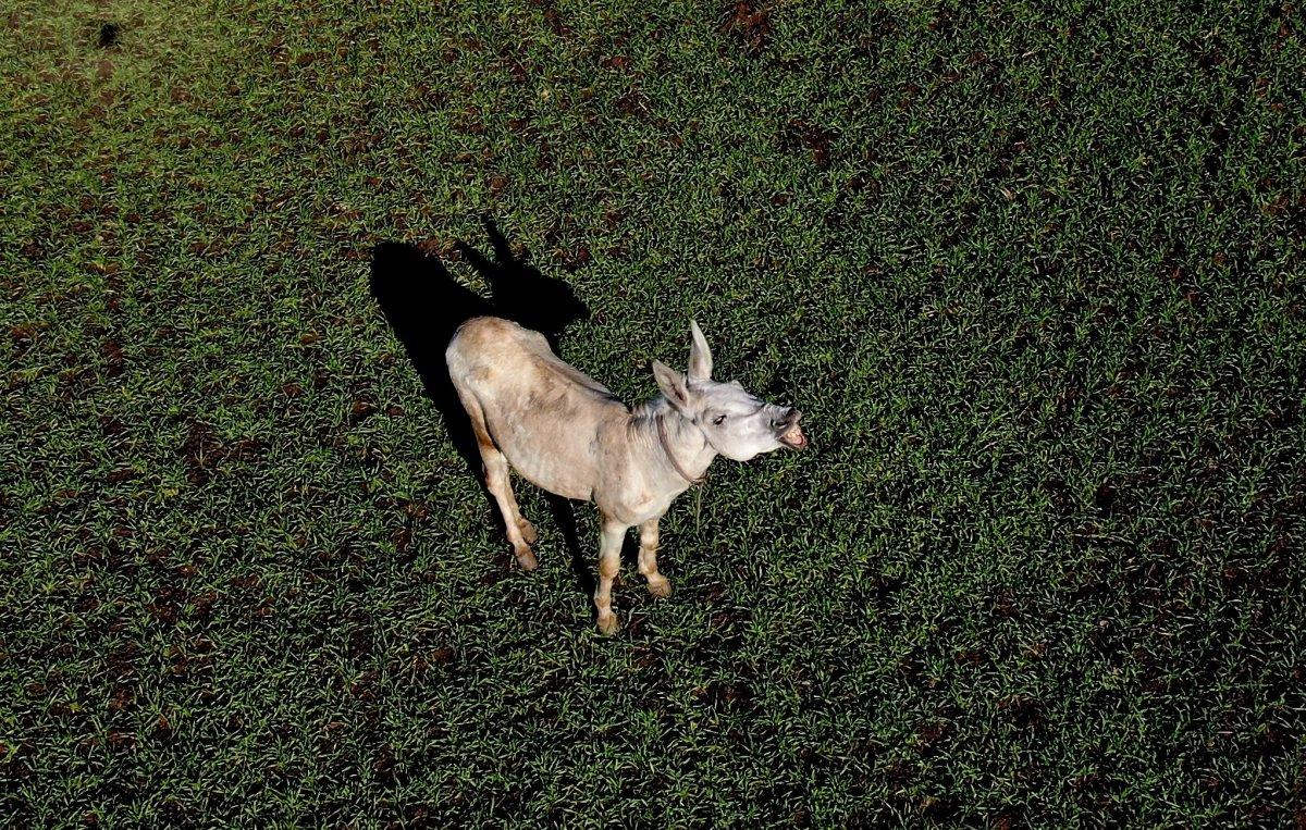 Mardin’de çöpçülük yapan eşek yeni yuvasında