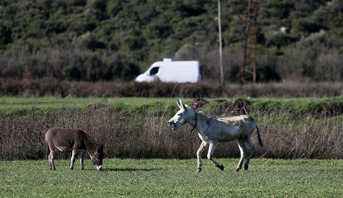 Mardin’de çöpçülük yapan eşek yeni yuvasında