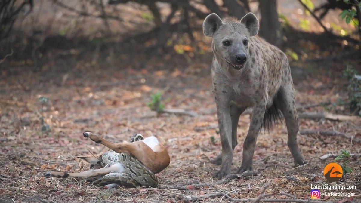 Pitonun avını çalan sırtlan
