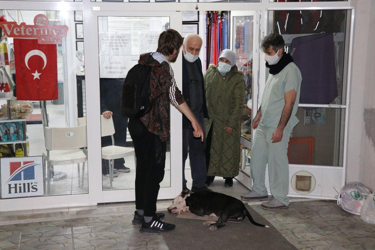 Edirne'de başıboş pitbull veterinerin kedisine saldırdı