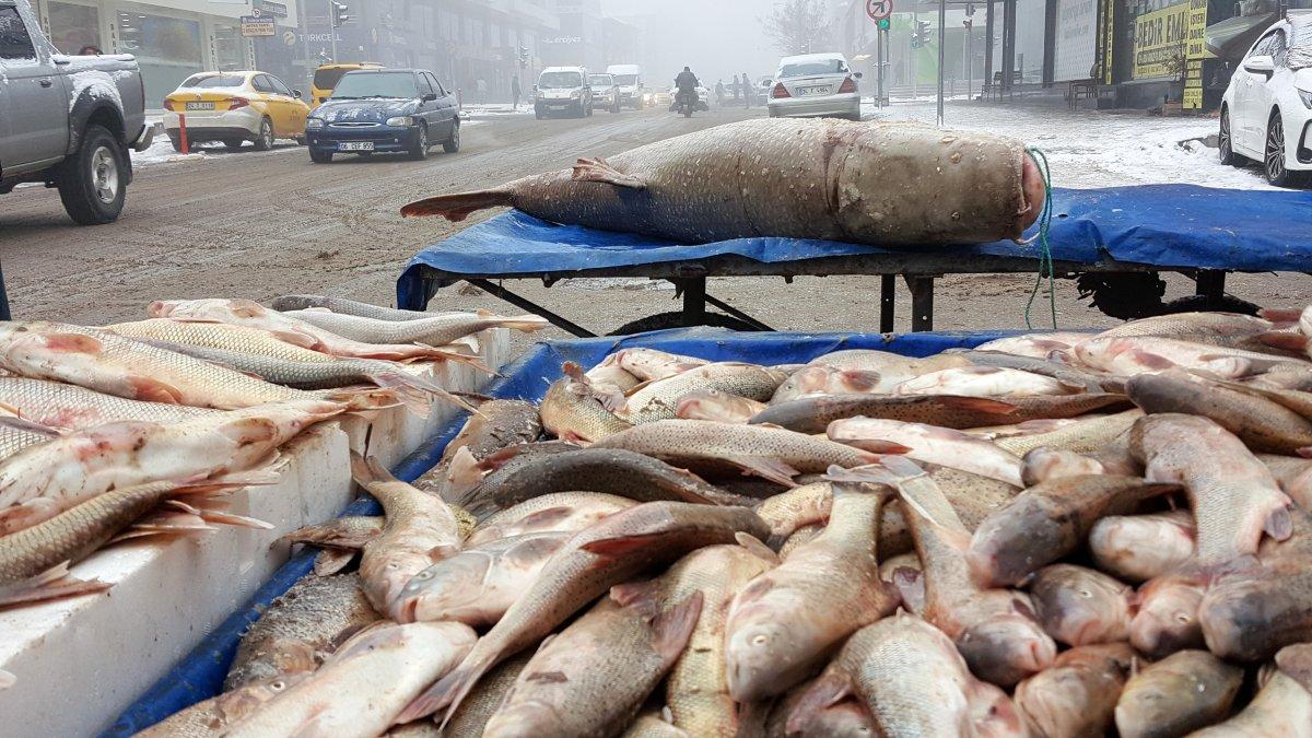 Erzincan’da balıkçılar, 70 kiloluk turna balığı yakaladı