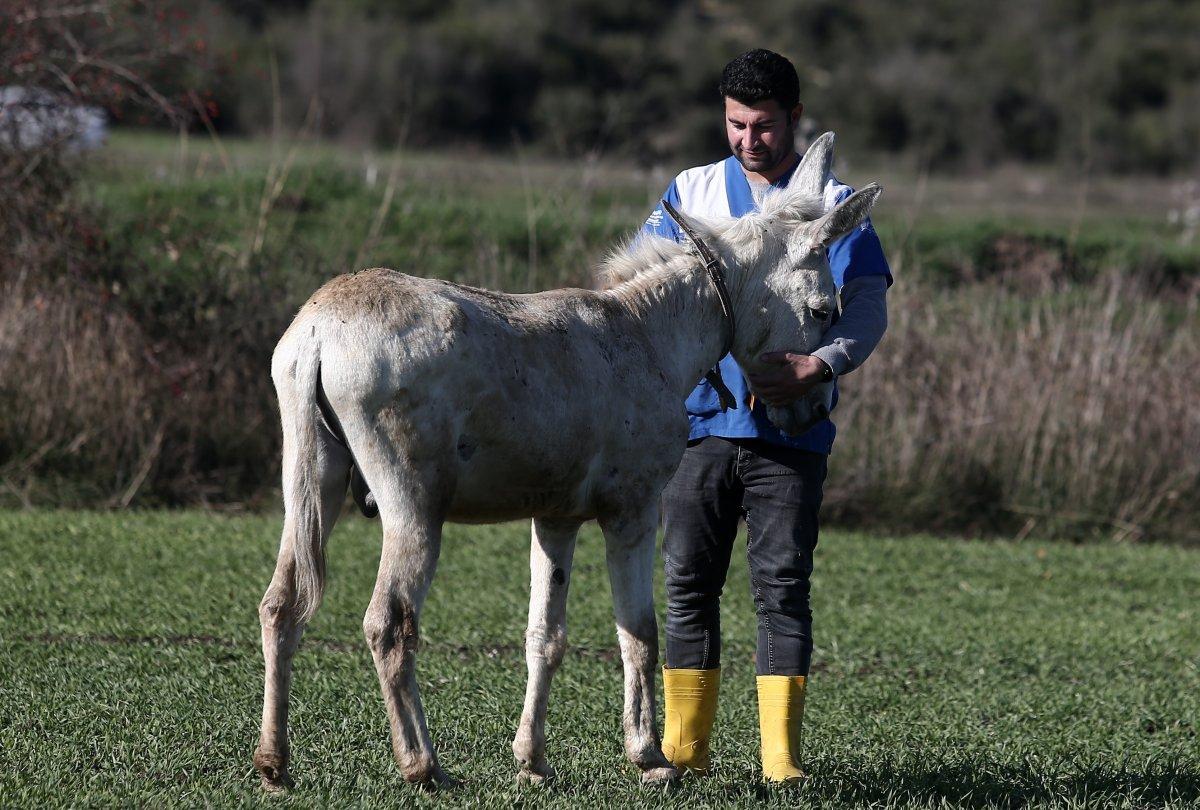 Mardin’de çöpçülük yapan eşek yeni yuvasında
