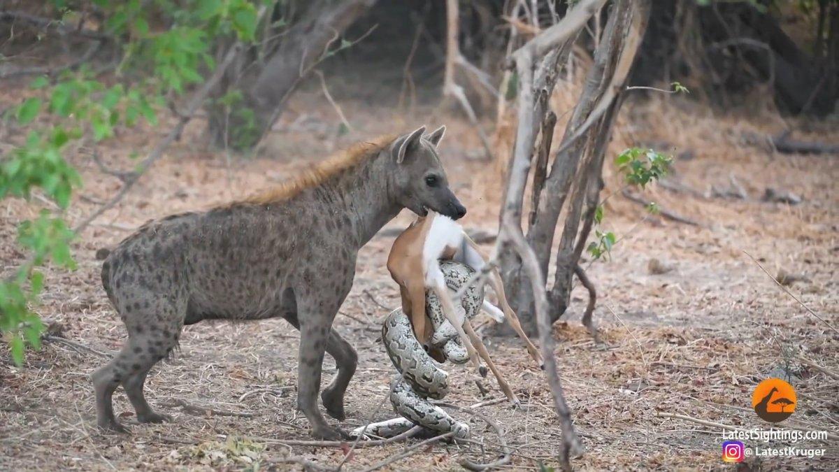 Pitonun avını çalan sırtlan