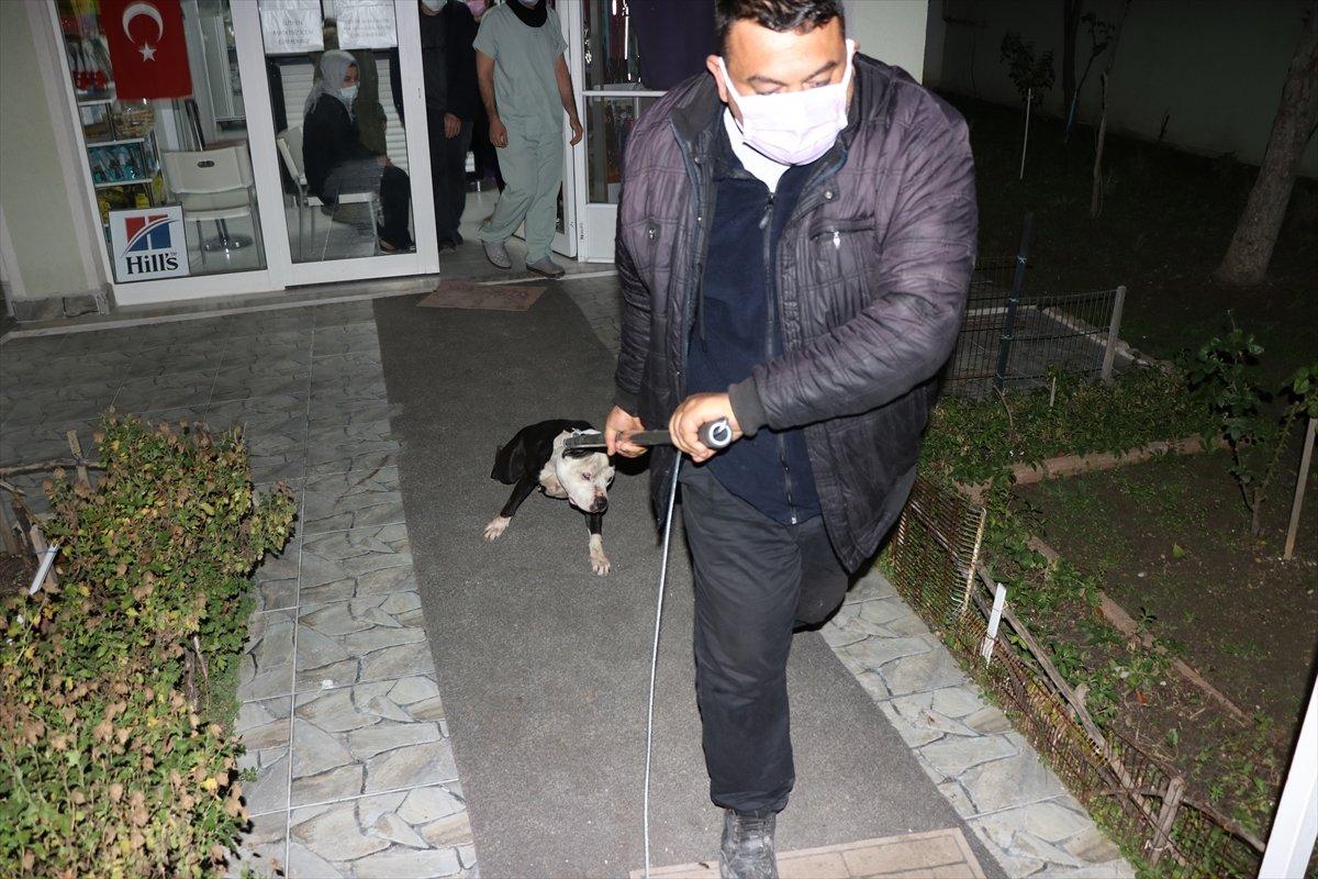 Edirne'de başıboş pitbull veterinerin kedisine saldırdı
