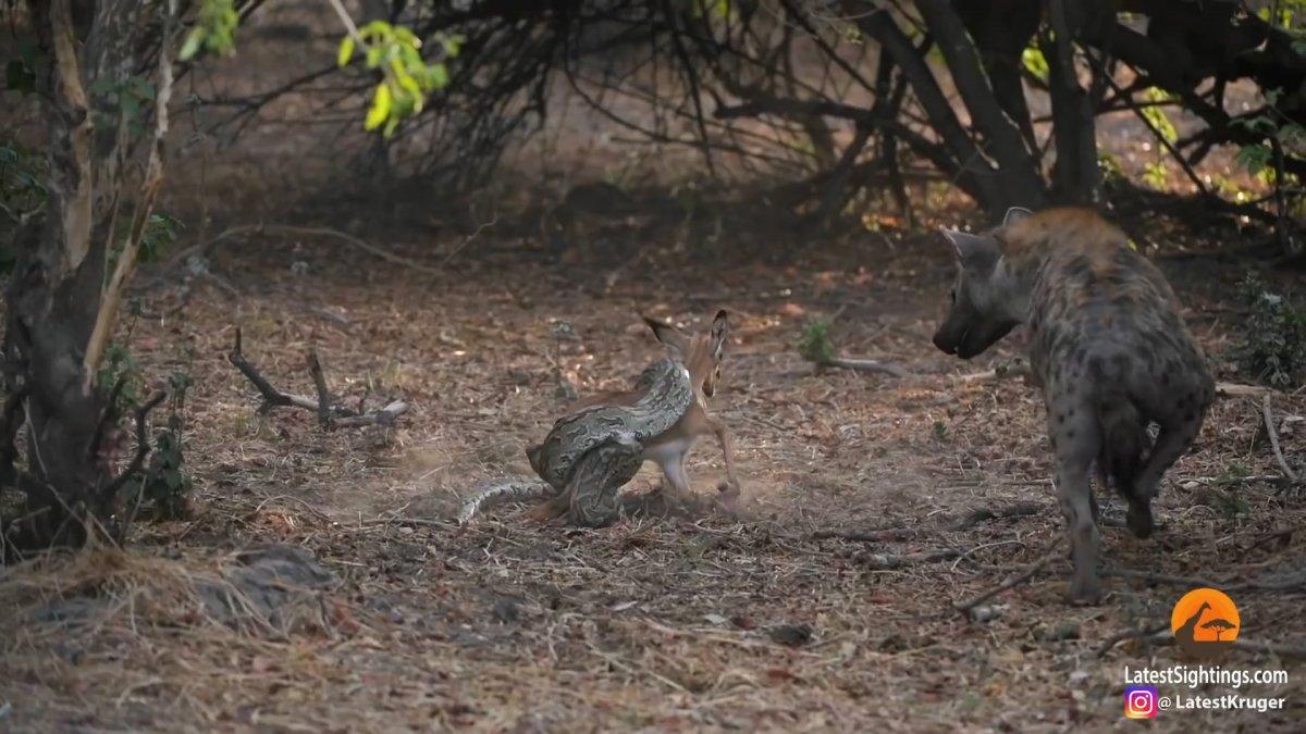 Pitonun avını çalan sırtlan