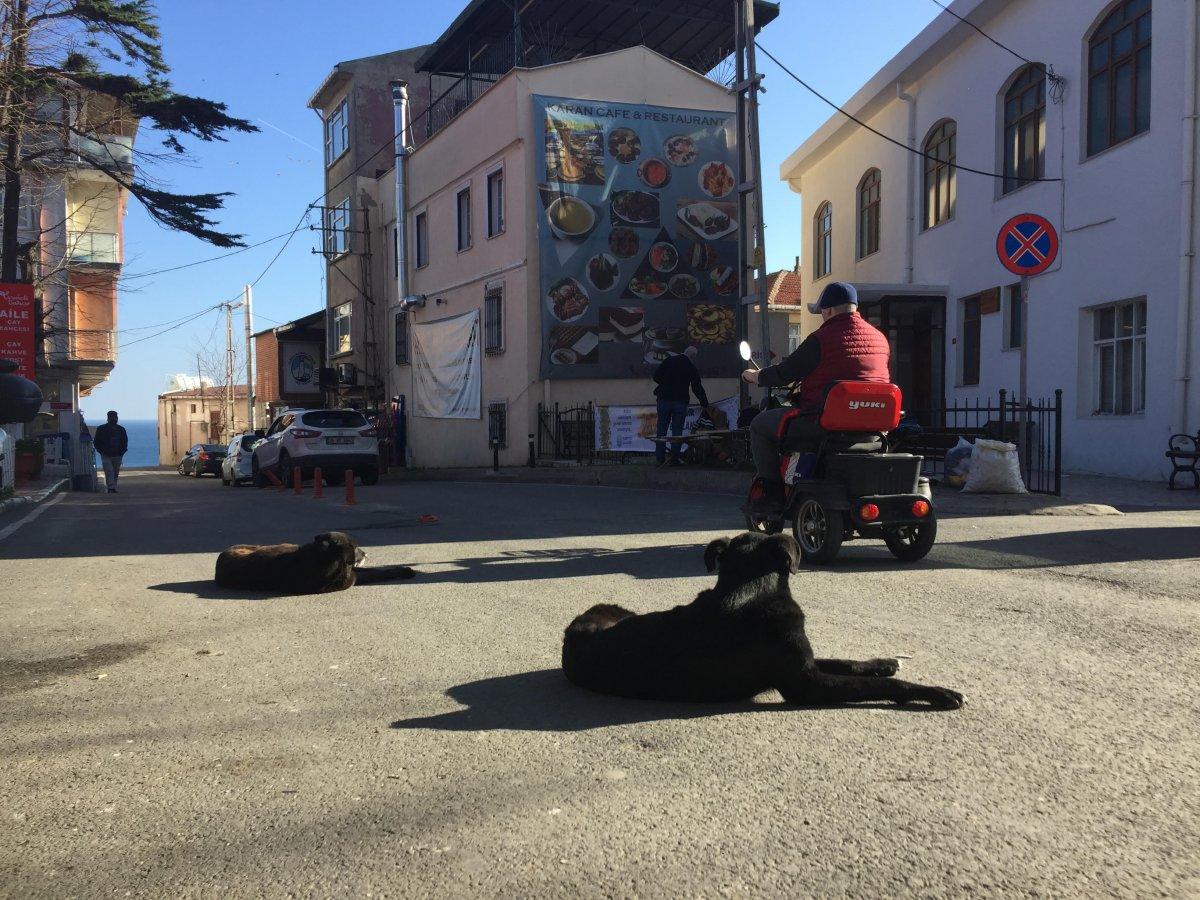 Sarıyer'e araçlarla terk edilen köpekler, mahalleliyi ürkütüyor
