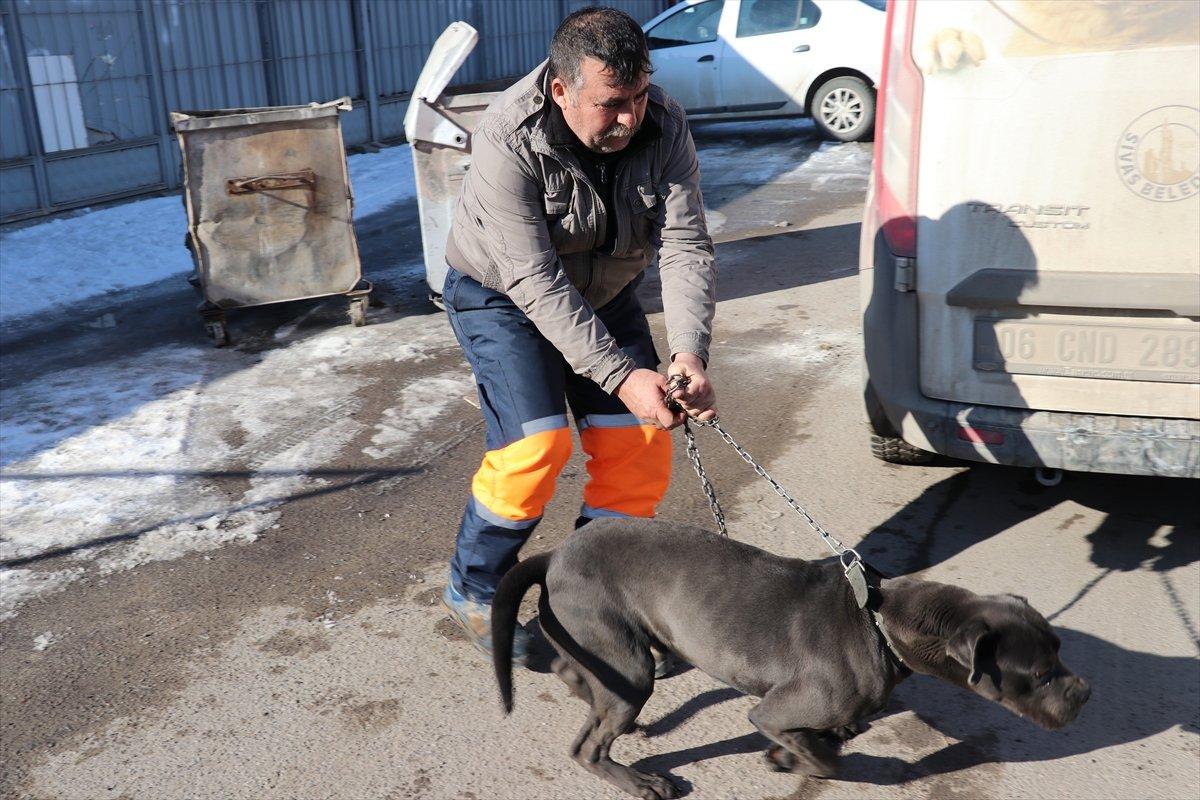 Sivas'ta başıboş pitbull, hayvan barınağına götürüldü