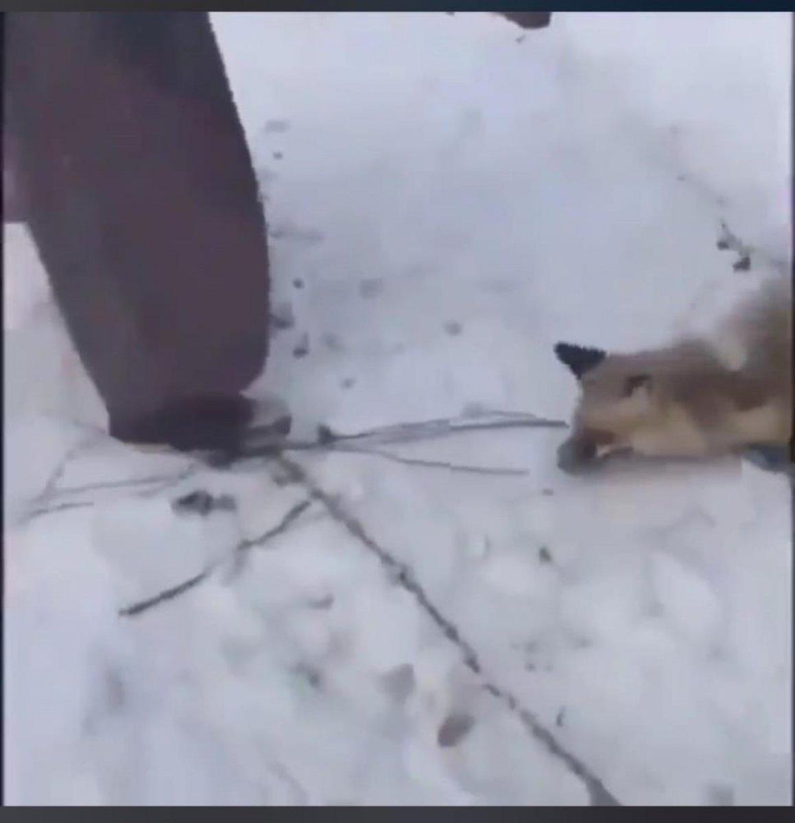 Ardahan'da yaralı tilkiye işkence görüntülerine soruşturma başlatıldı