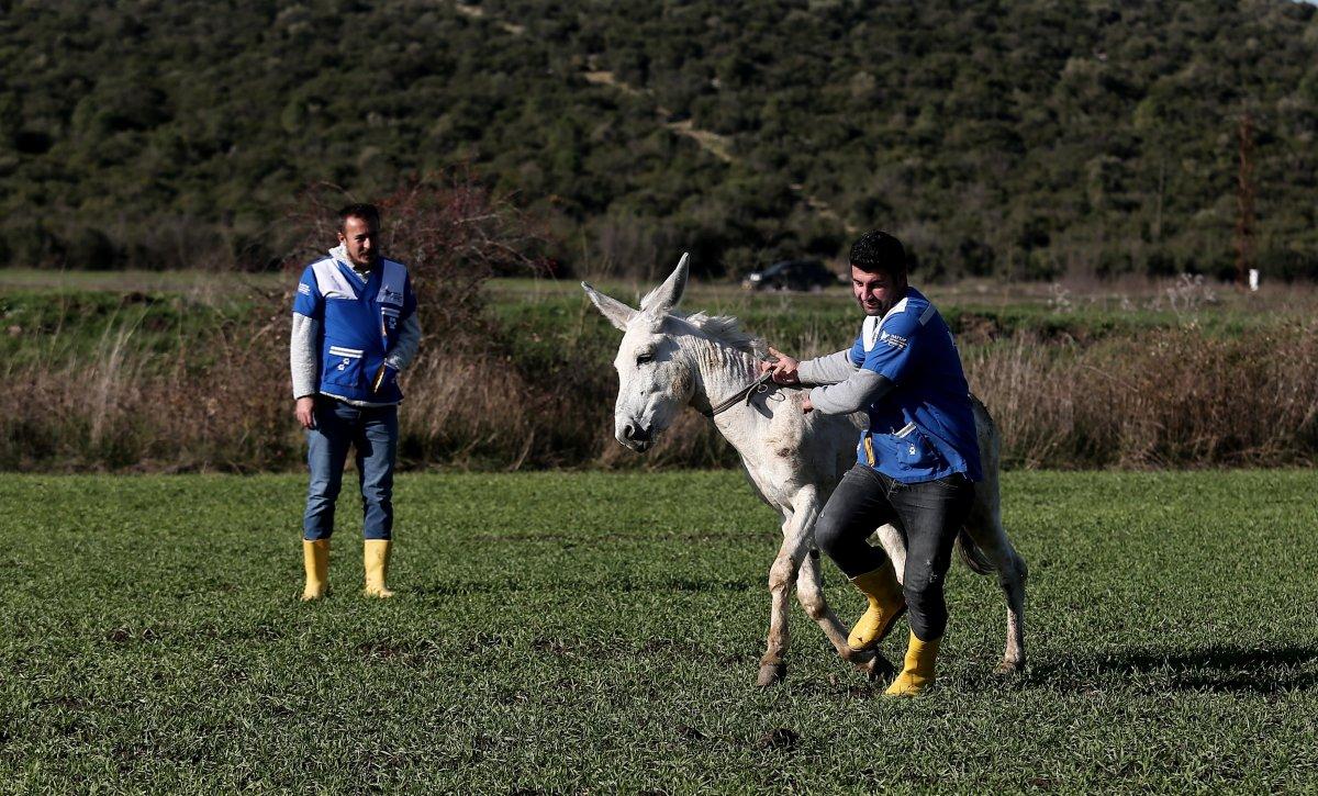 Mardin’de çöpçülük yapan eşek yeni yuvasında