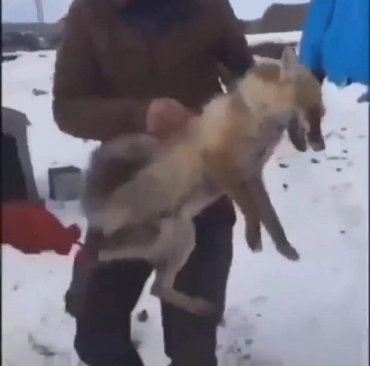 Ardahan'da yaralı tilkiye işkence görüntülerine soruşturma başlatıldı