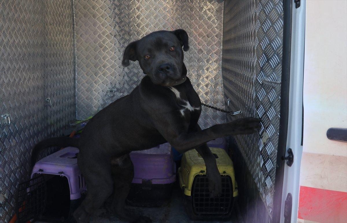 Sivas'ta başıboş pitbull, hayvan barınağına götürüldü