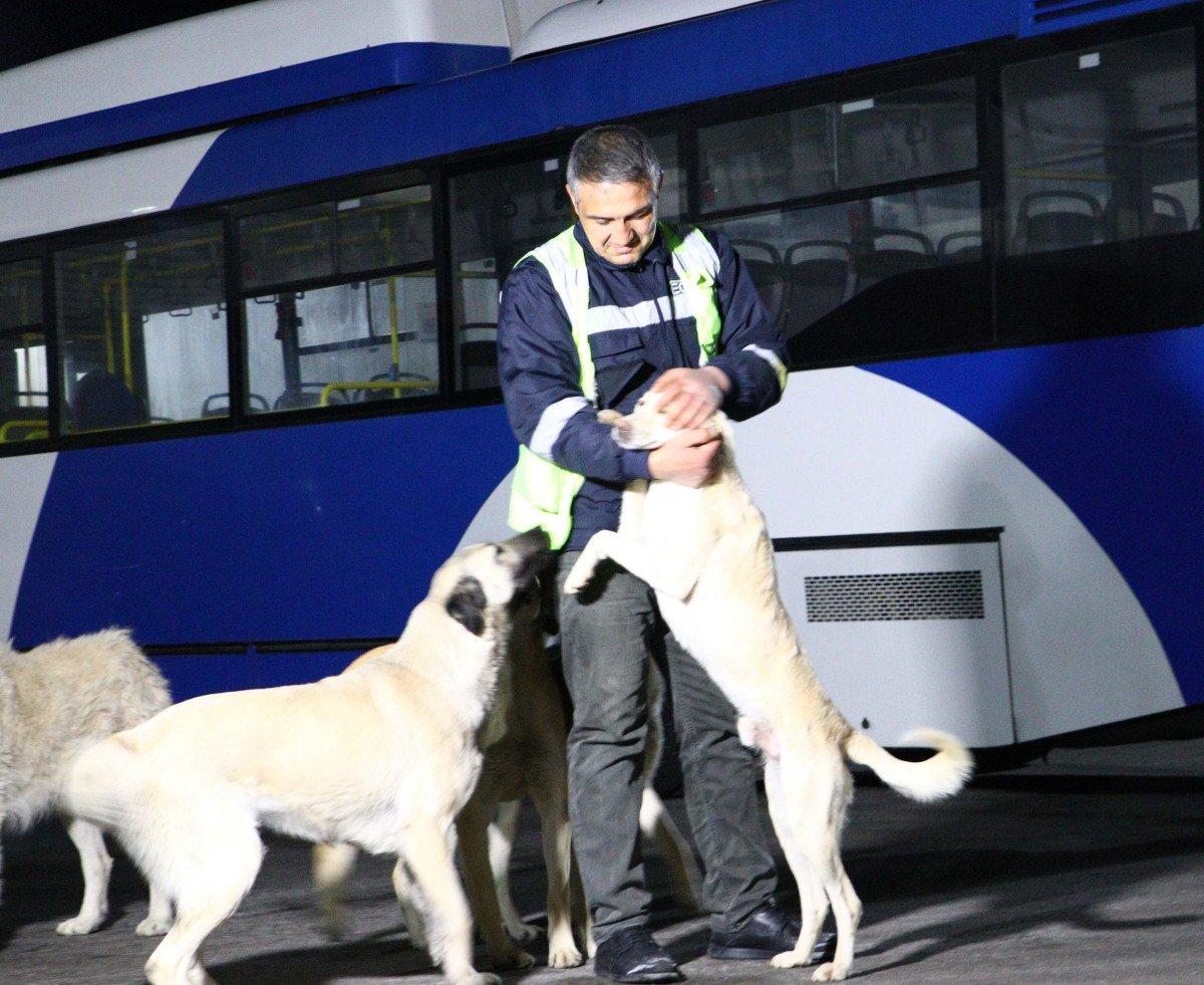 Ankara'da otobüs şoförü, topladığı yemeklerle 150 köpeğe bakıyor
