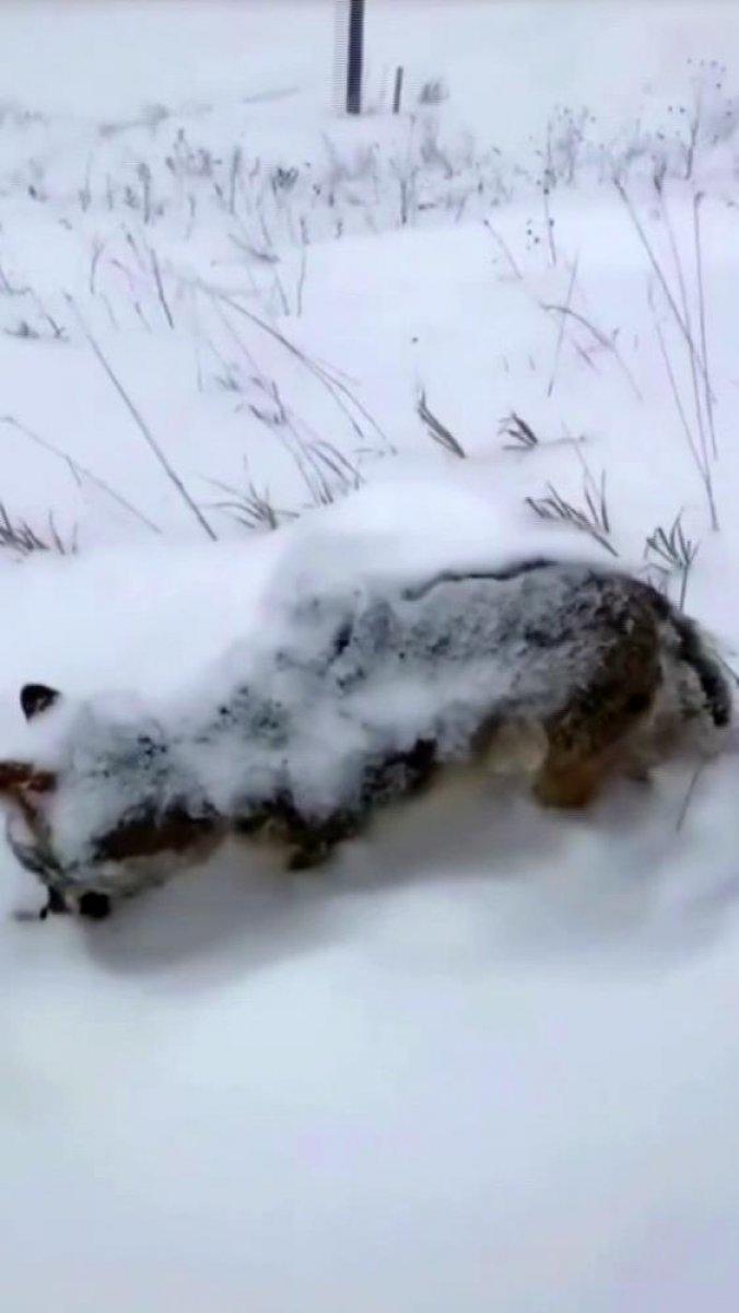 Erzurum'da eksi 17 derecede donan tilki