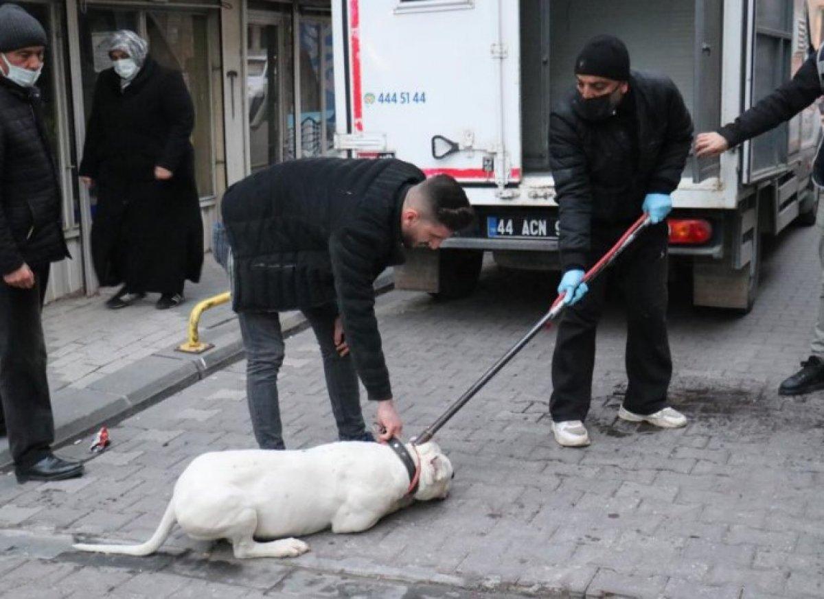 Malatya'da kavga ettikleri şahsın üzerine pitbull saldılar