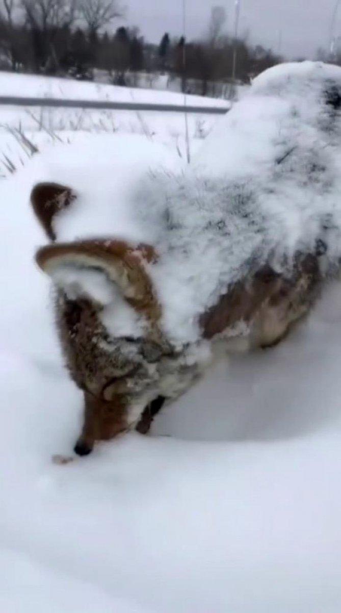 Erzurum'da eksi 17 derecede donan tilki