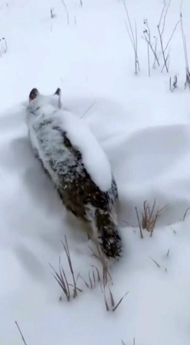 Erzurum'da eksi 17 derecede donan tilki