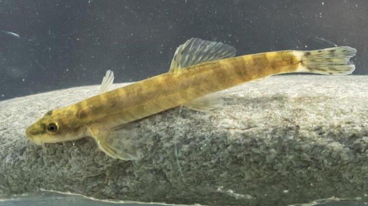 Leonardo DiCaprio’dan Batman Sason Çayı paylaşımı