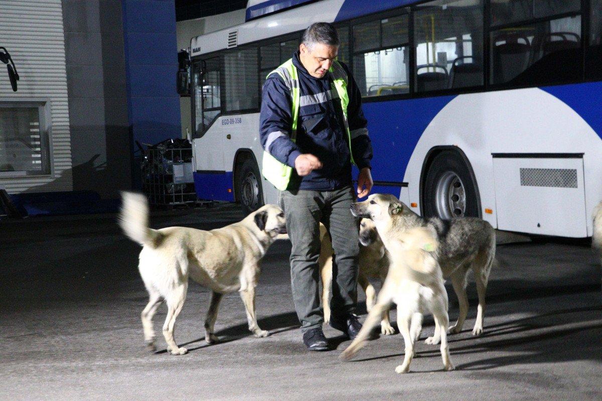 Ankara'da otobüs şoförü, topladığı yemeklerle 150 köpeğe bakıyor