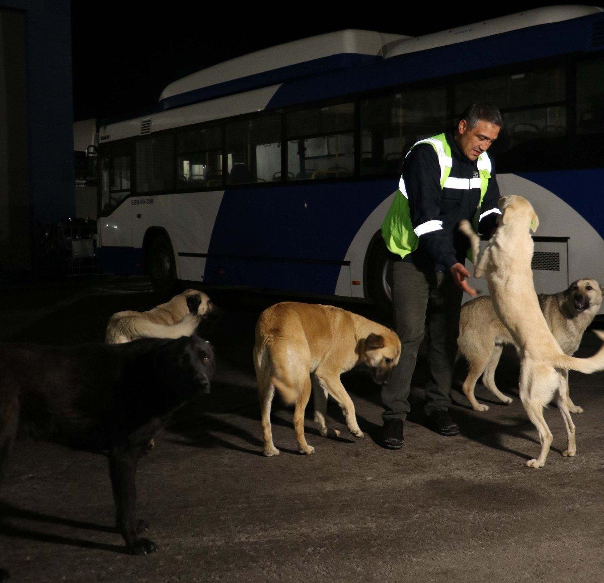 Ankara'da otobüs şoförü, topladığı yemeklerle 150 köpeğe bakıyor