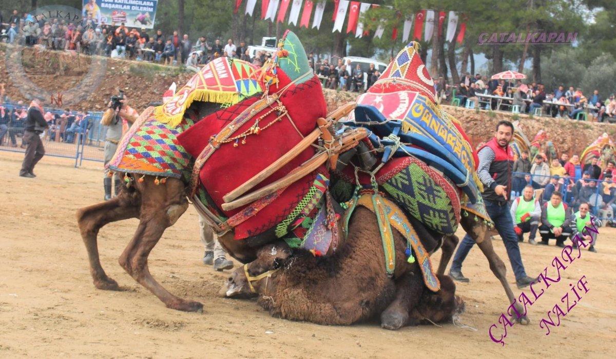 Aydın'daki adamın develere olan ilgisi şaşırttı