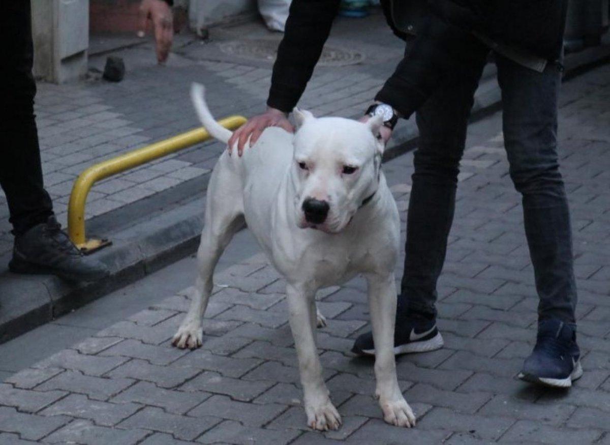 Malatya'da kavga ettikleri şahsın üzerine pitbull saldılar