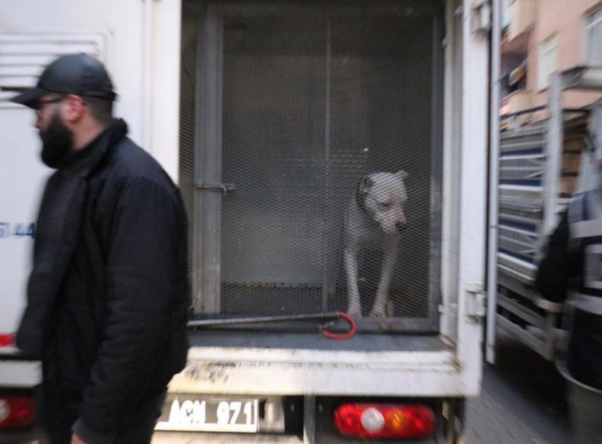 Malatya'da kavga ettikleri şahsın üzerine pitbull saldılar