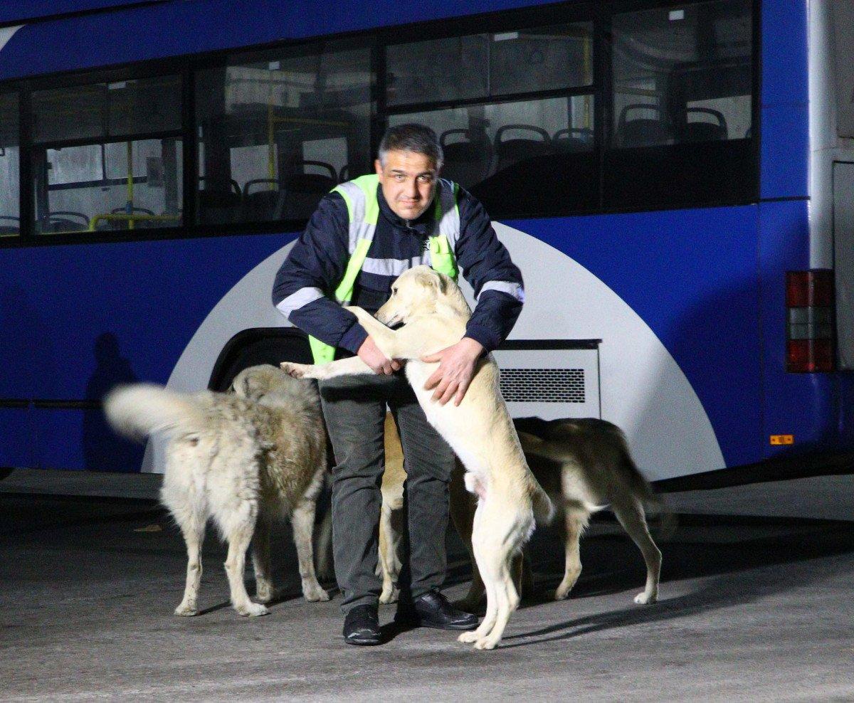 Ankara'da otobüs şoförü, topladığı yemeklerle 150 köpeğe bakıyor