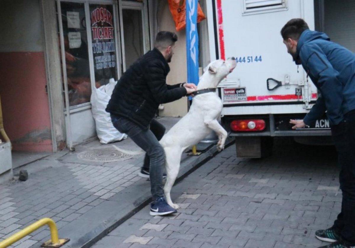 Malatya'da kavga ettikleri şahsın üzerine pitbull saldılar