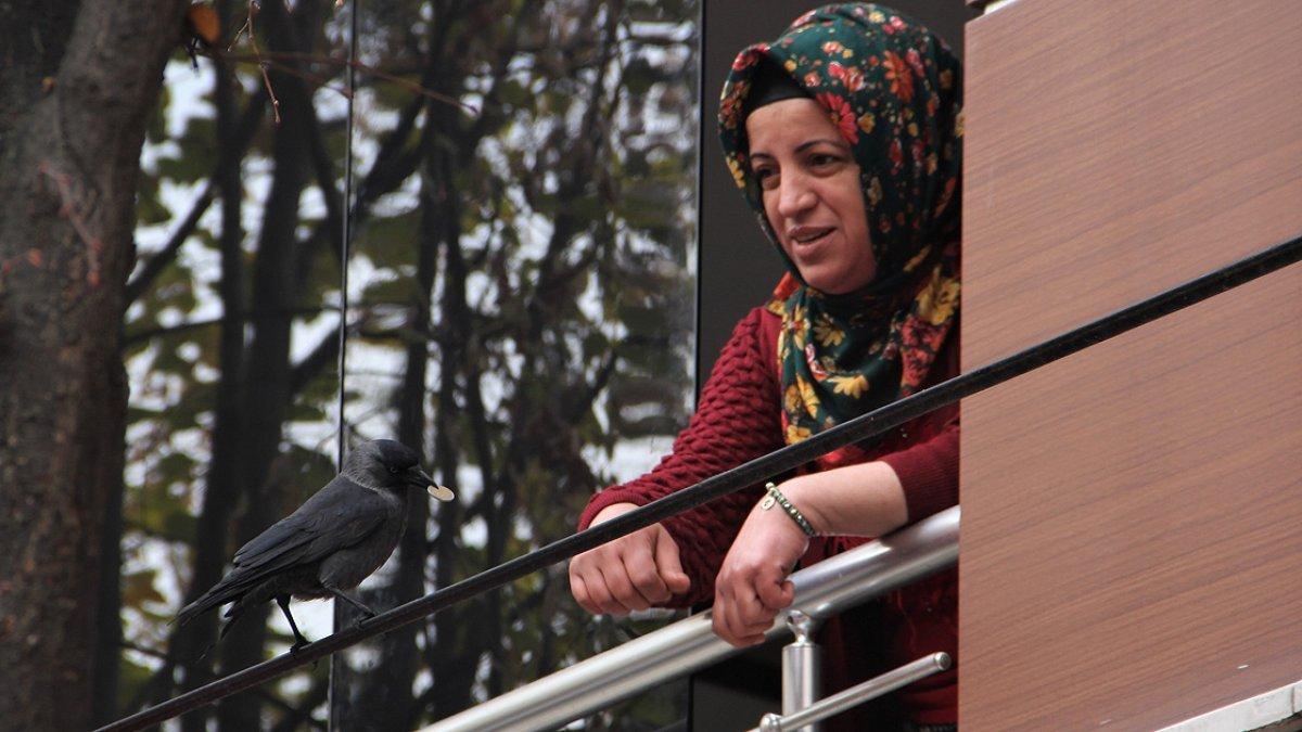 Sinop'ta esnafın maskotu karga Şakir'i mahallenin kedisi öldürdü