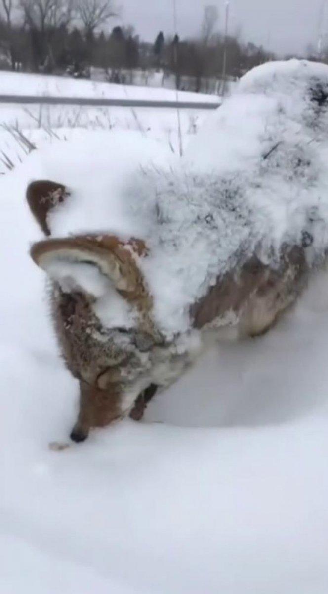 Erzurum'da eksi 17 derecede donan tilki
