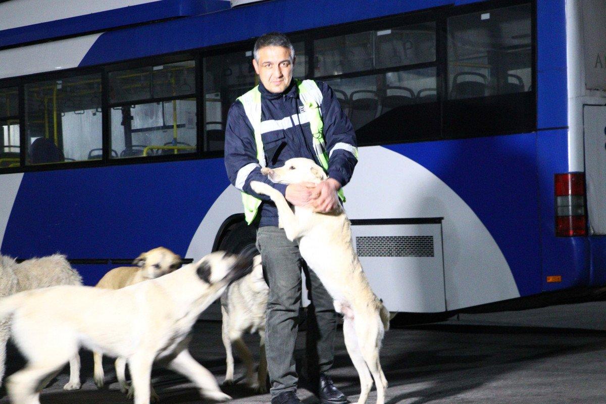 Ankara'da otobüs şoförü, topladığı yemeklerle 150 köpeğe bakıyor