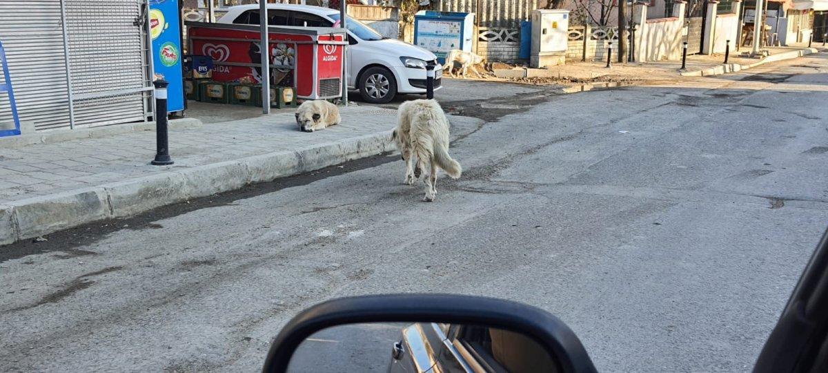 Çatalca’da sokak köpeği tehlikesi