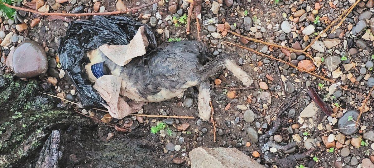 Kastamonu'da kediyi öldürüp deniz kenarına attılar