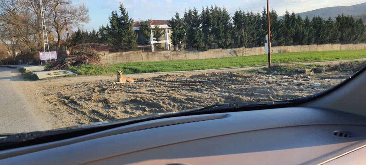 Çatalca’da sokak köpeği tehlikesi