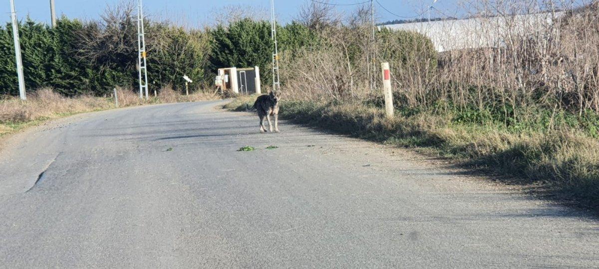 Çatalca’da sokak köpeği tehlikesi