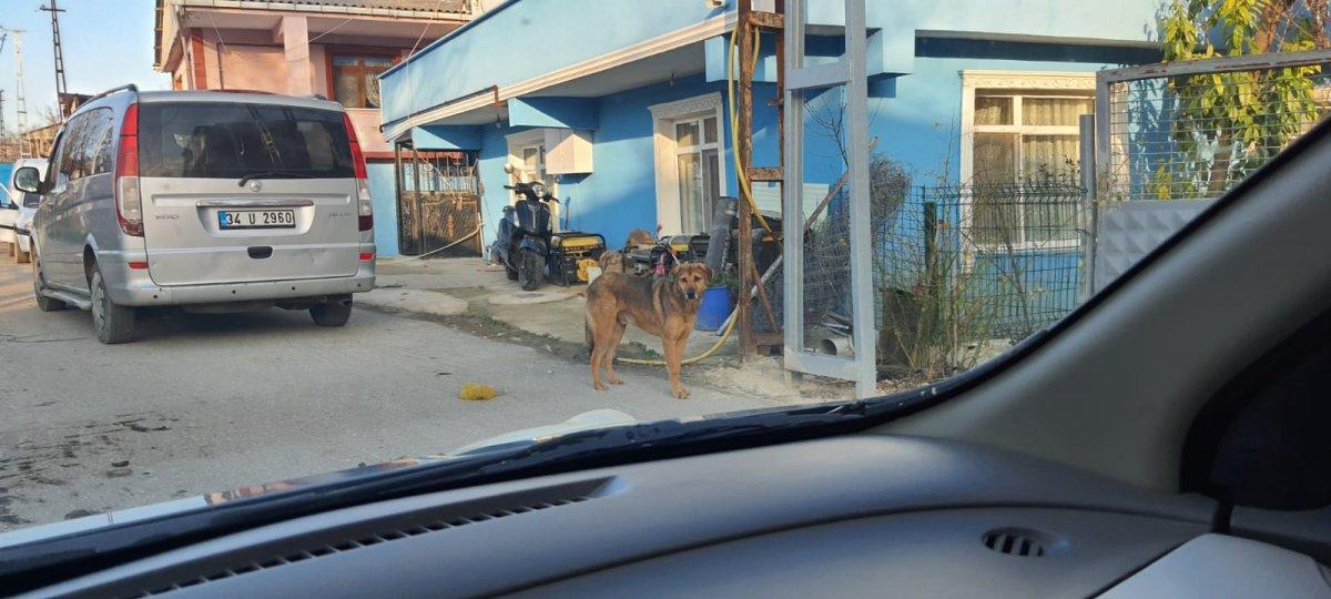 Çatalca’da sokak köpeği tehlikesi