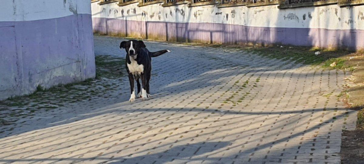 Çatalca’da sokak köpeği tehlikesi