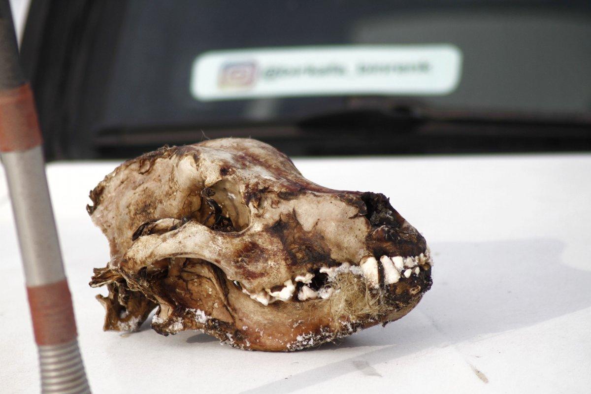 Hakkari'de kurtlar, parçaladıkları köpeğin sadece kafatasını bıraktı