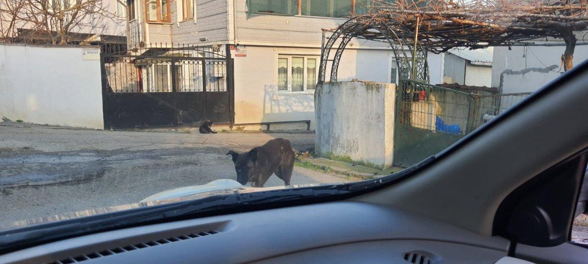 Çatalca’da sokak köpeği tehlikesi