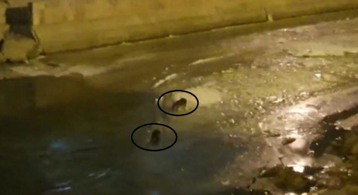 Bayburt'ta nesli tükenmekte olan su samurları görüldü