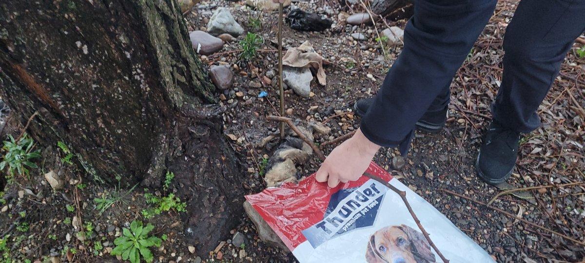 Kastamonu'da kediyi öldürüp deniz kenarına attılar