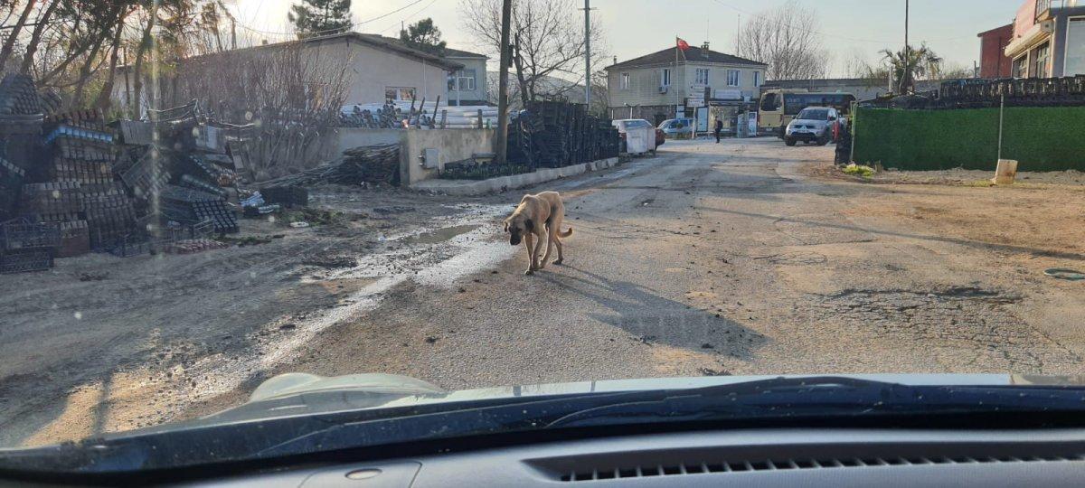 Çatalca’da sokak köpeği tehlikesi