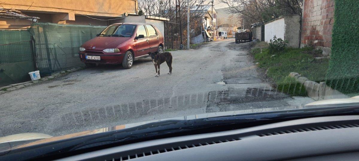 Çatalca’da sokak köpeği tehlikesi