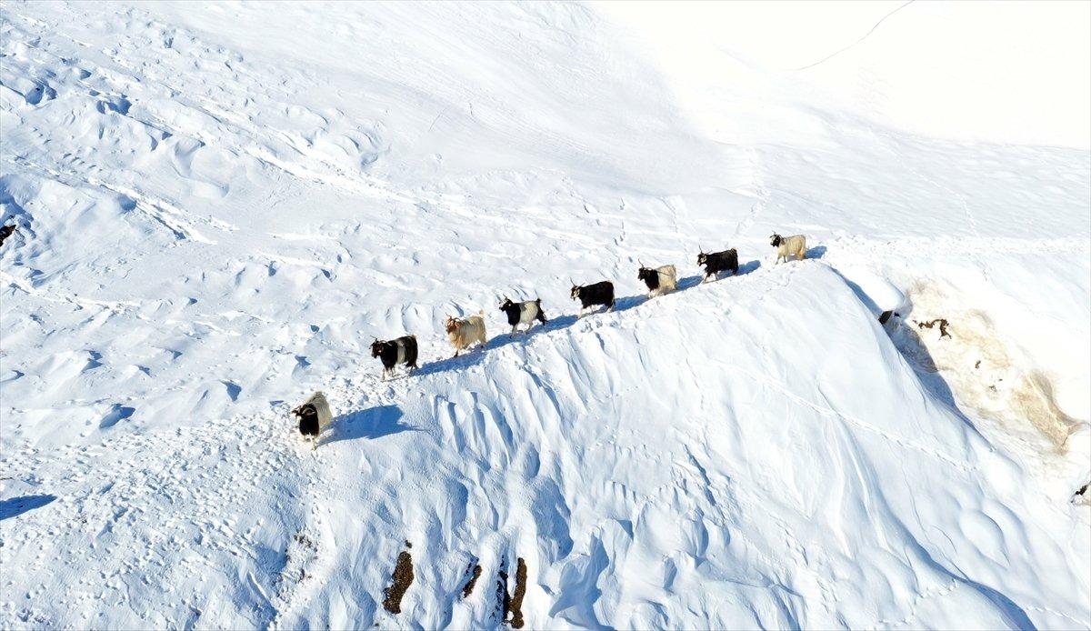 Muş'ta besiciler, yayladaki sürülerini karlı dağları aşarak köylerine ulaştırdı