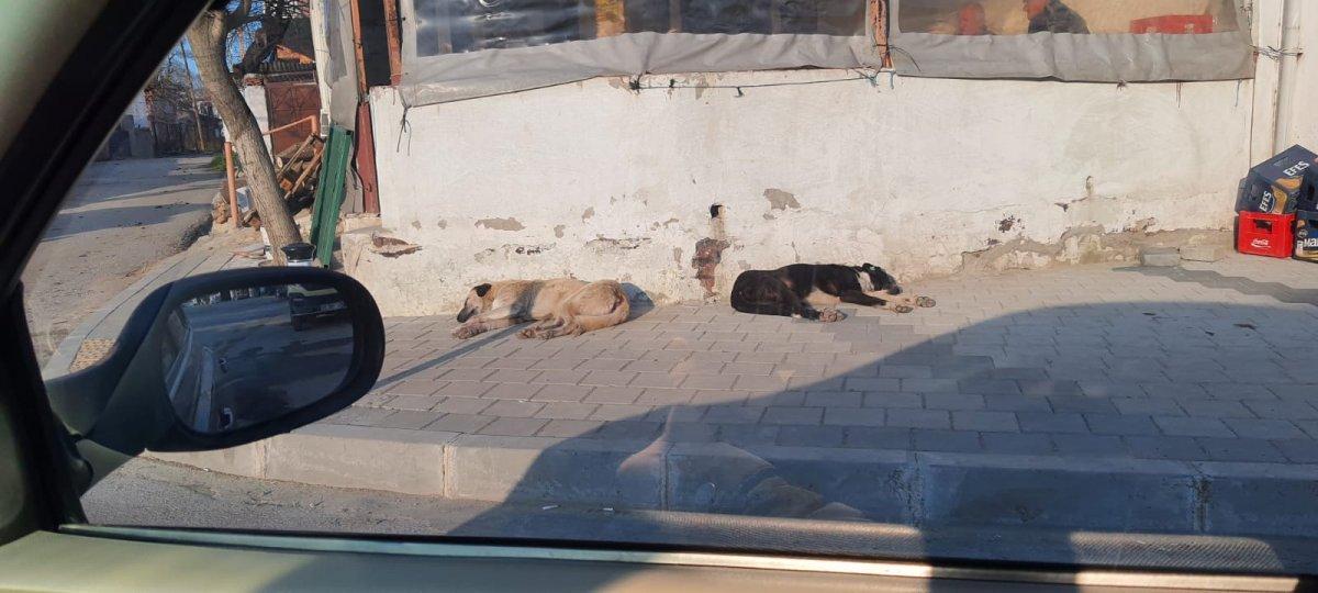 Çatalca’da sokak köpeği tehlikesi