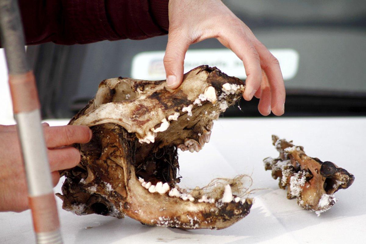 Hakkari'de kurtlar, parçaladıkları köpeğin sadece kafatasını bıraktı